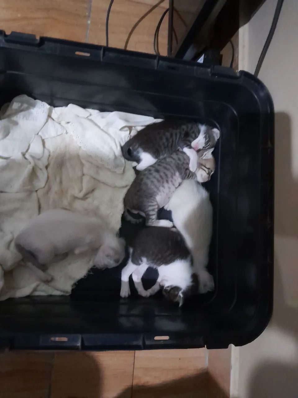 4 gatos á adoção  - Foto 2