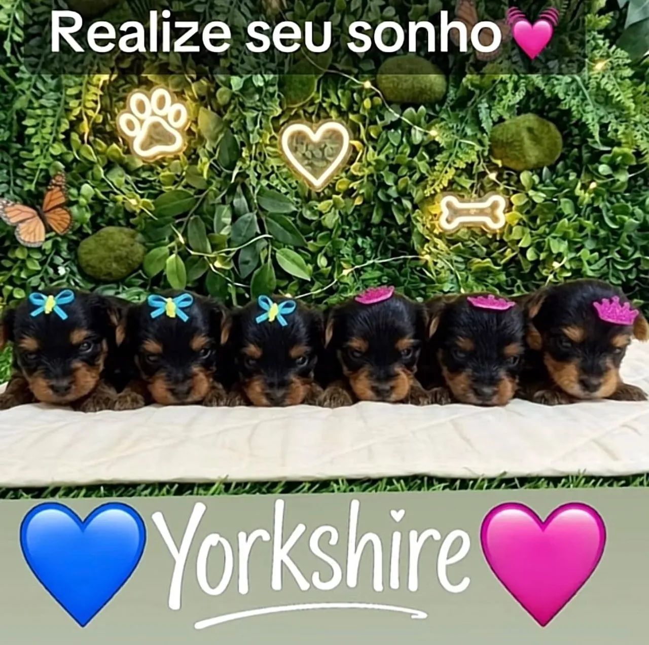 Yorkshire Fêmeas e Machos - Foto 3