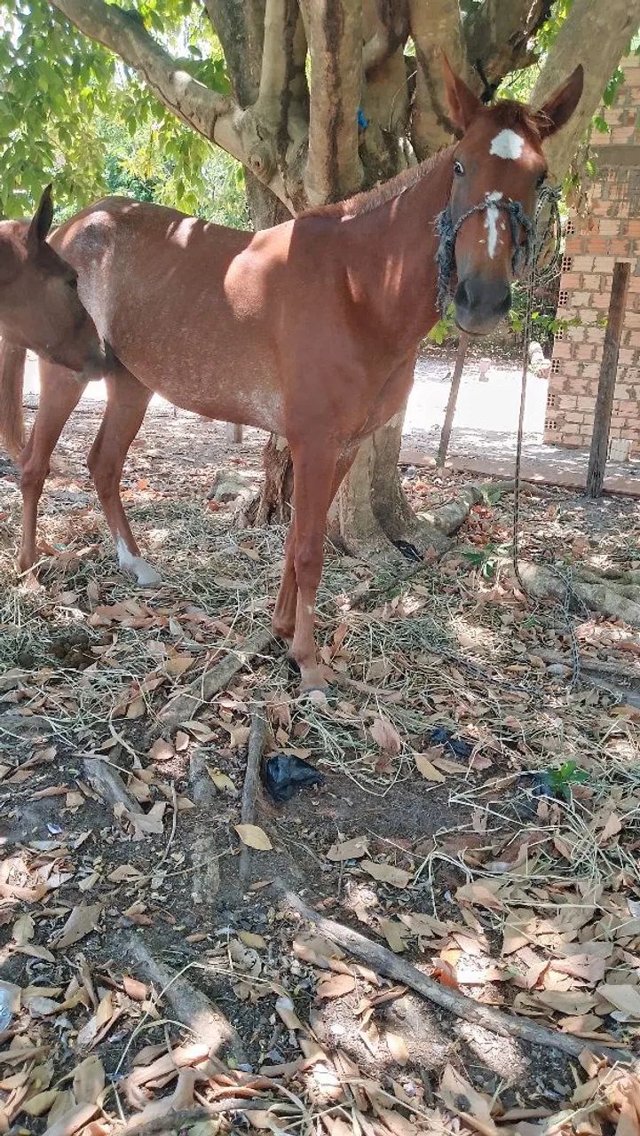 Vendo essa potra - Foto 2