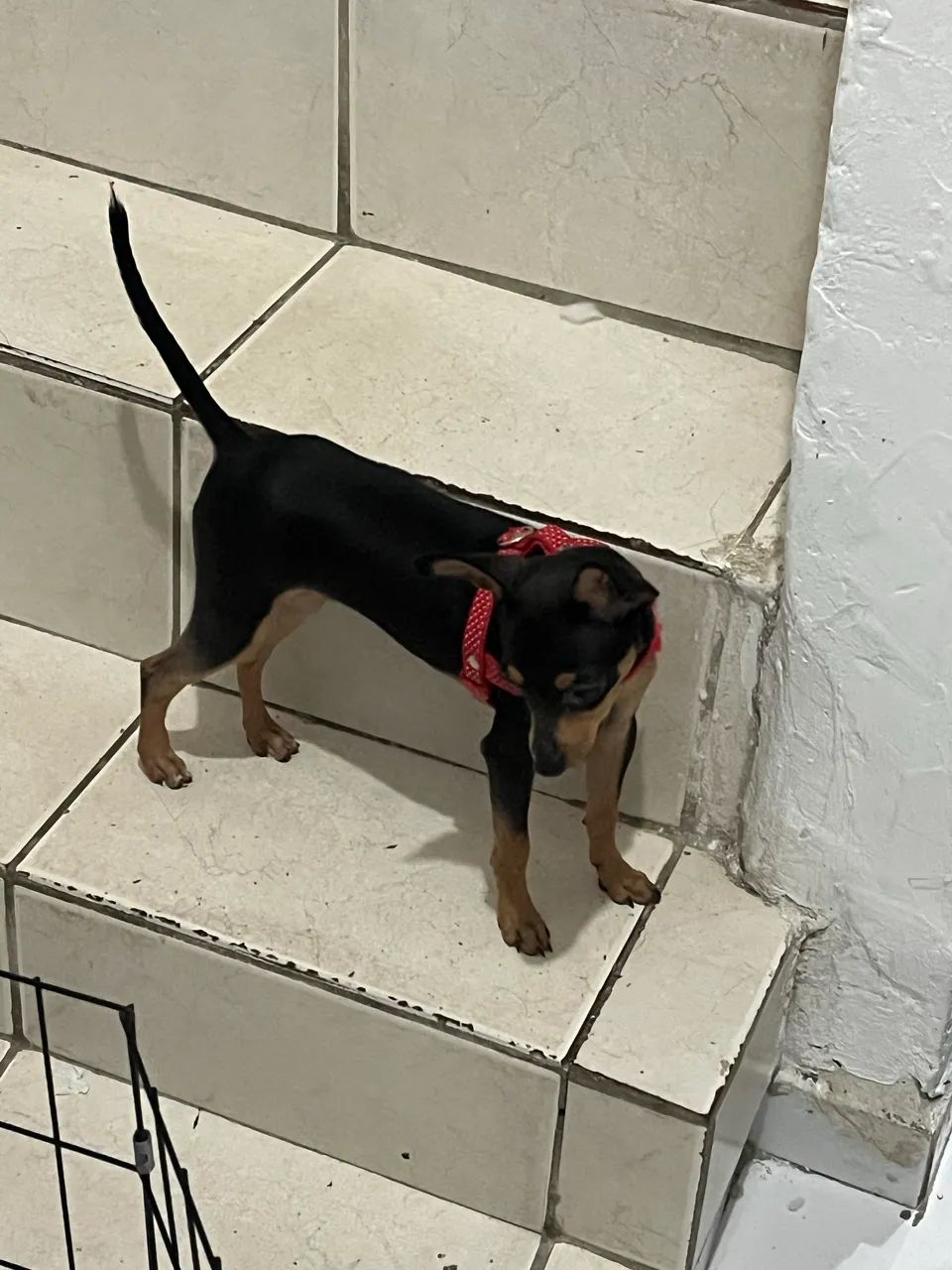 Pinscher 0 dócil  - Foto 4