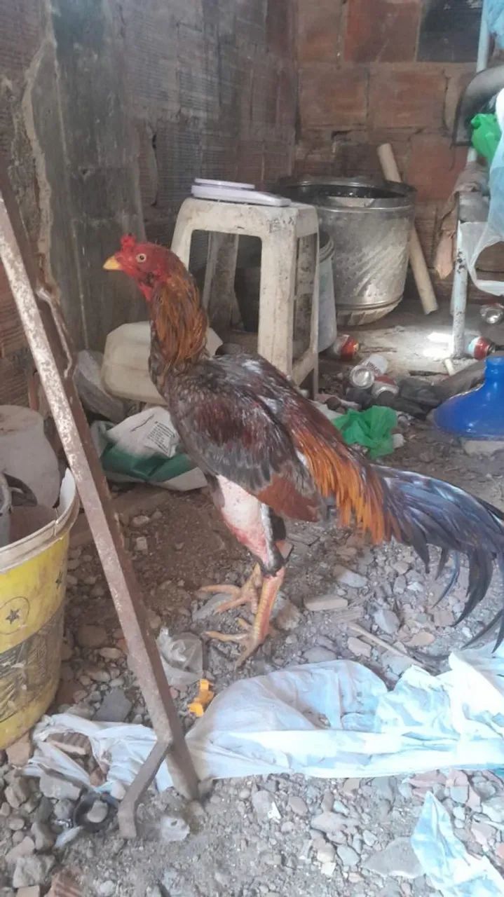 Galo de raça 