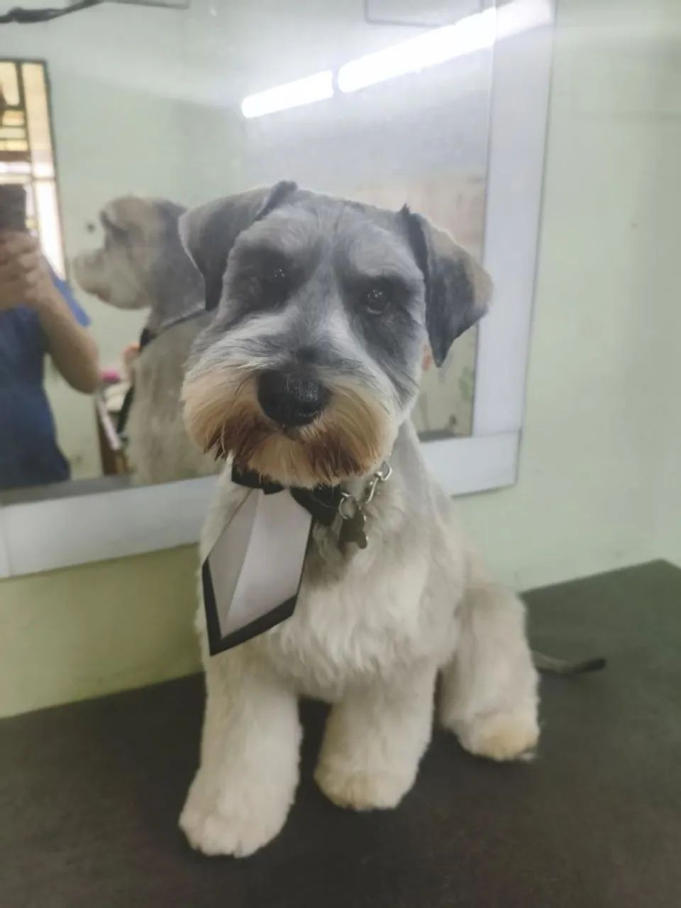 Schnauzer  - Foto 4
