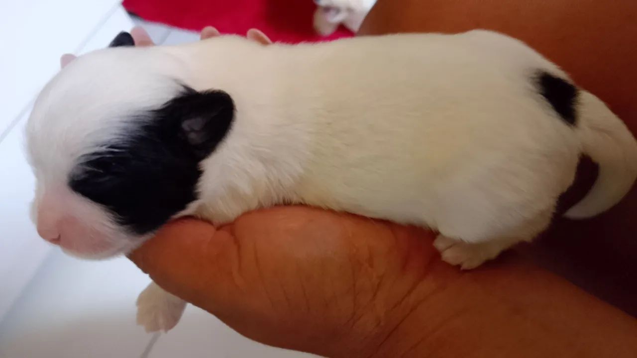 Vendo filhote de Lhasa Apso  - Foto 2