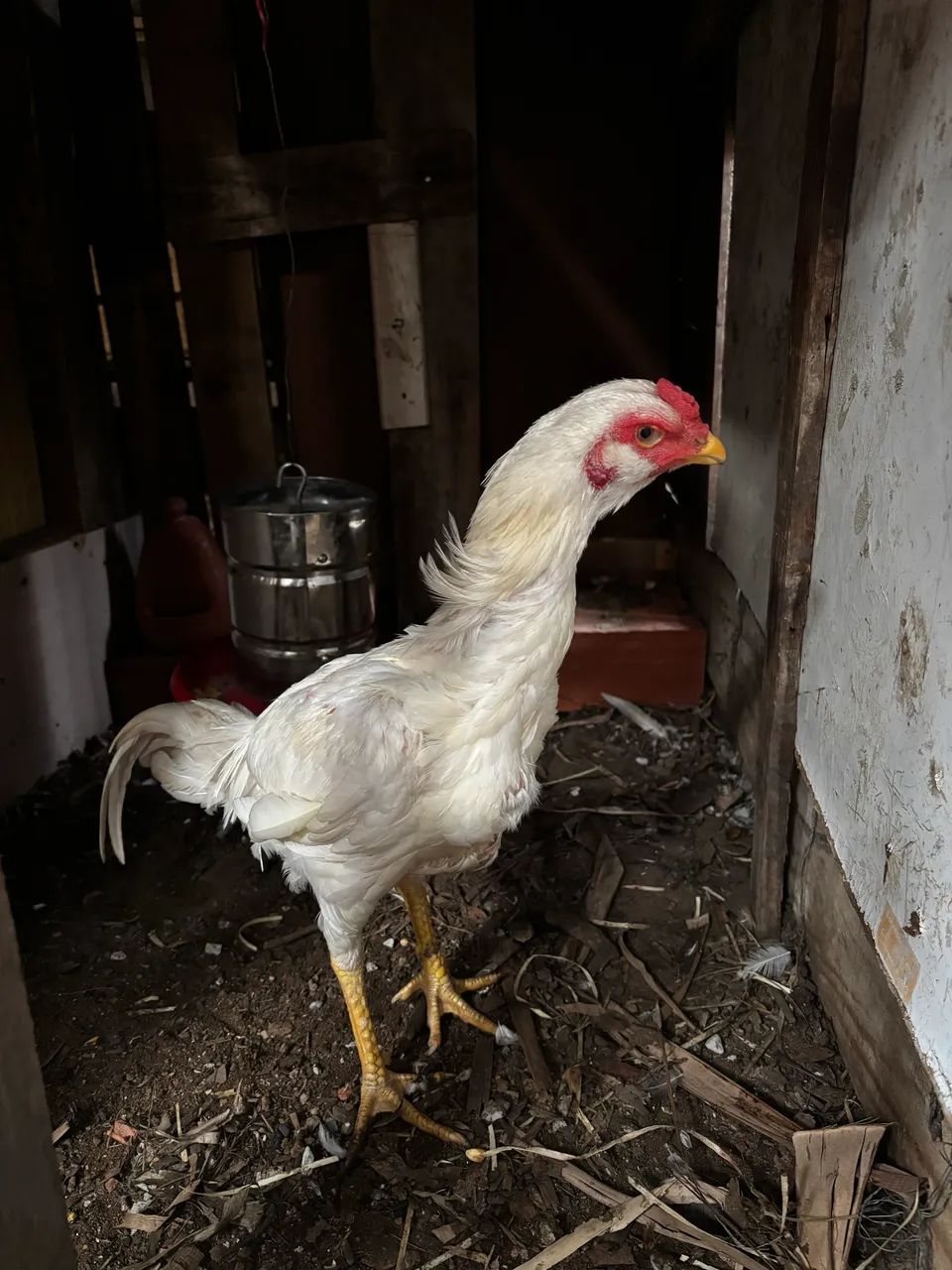 Frango índio branco