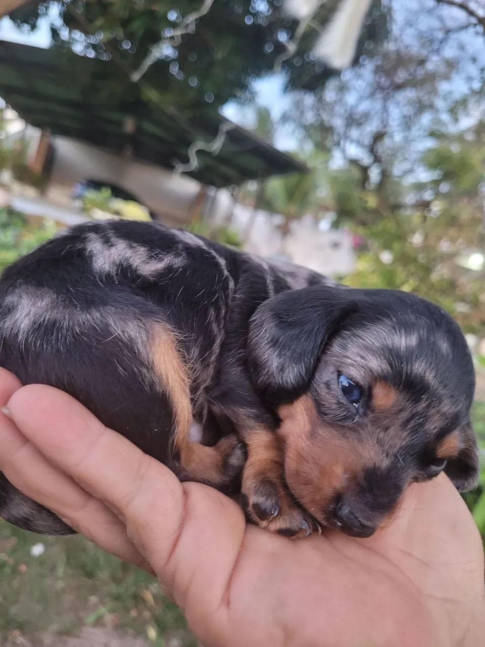 Daschund Mofadinho - Foto 2