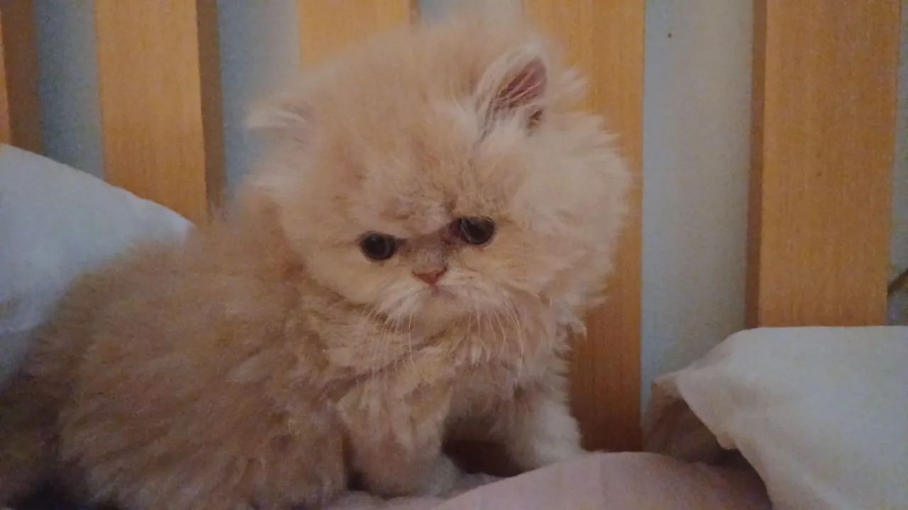 Lindo filhote de gato persa puro.Parcelo.Entrego em Curitiba e região 