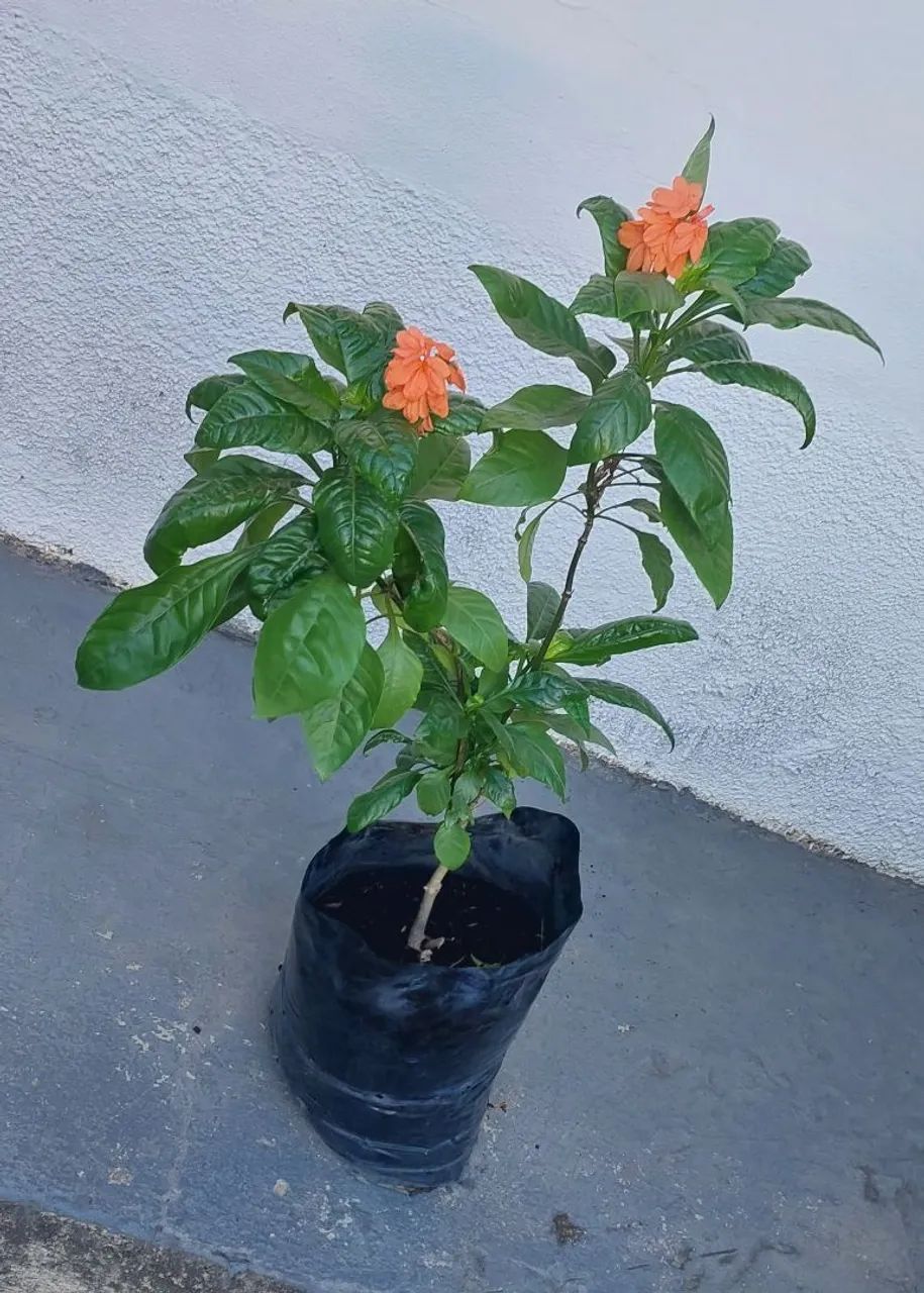 Vendo  - Foto 4