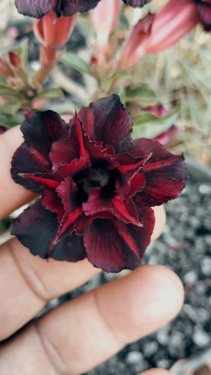 Sementes Rosas do Deserto  - Foto 4