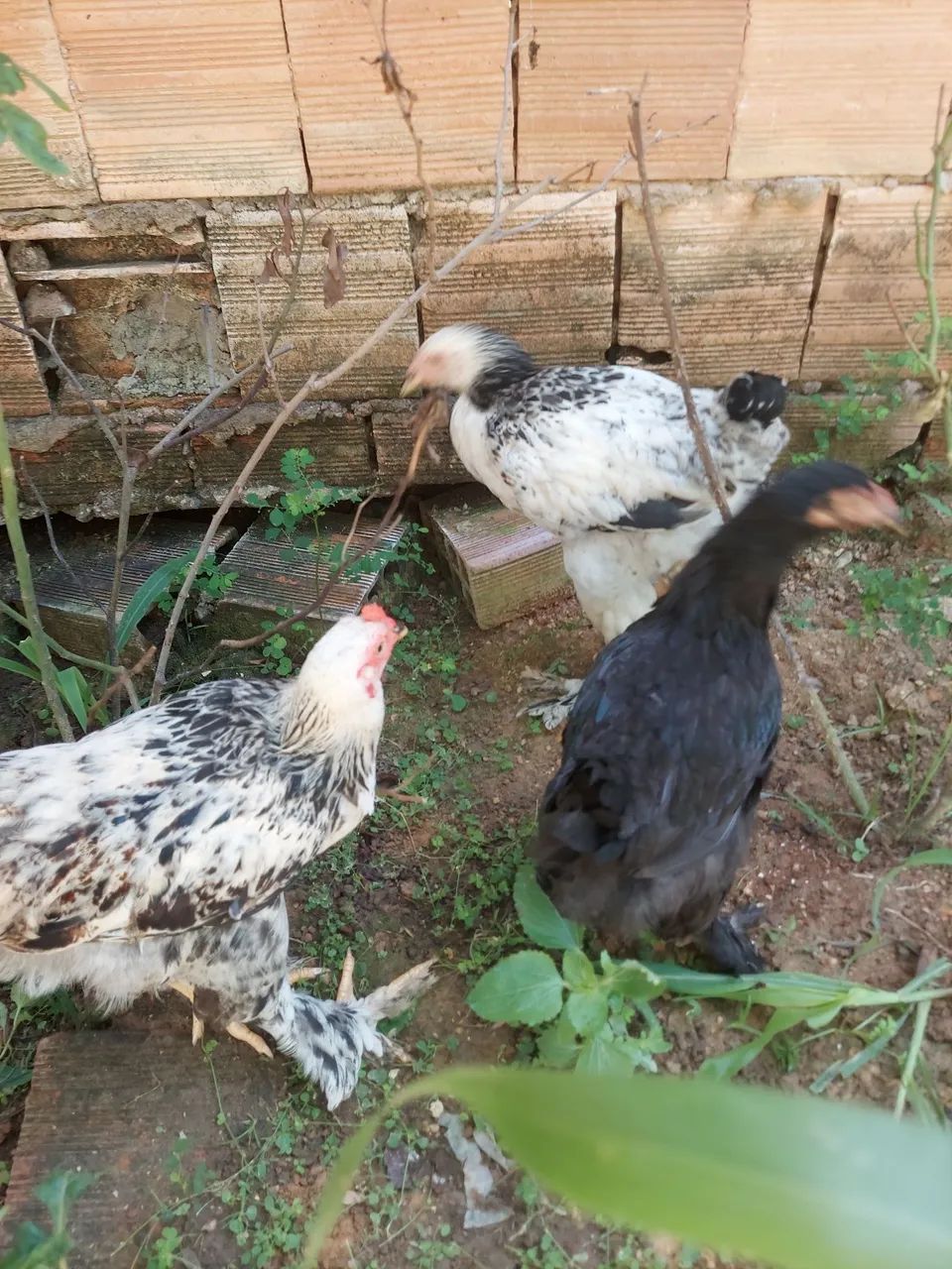 Frango Brahma  - Foto 3