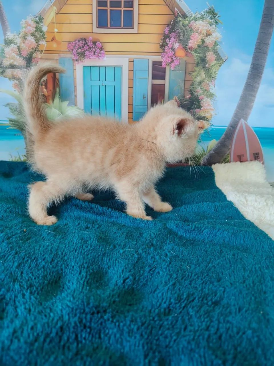 British shorthair creme - Foto 2
