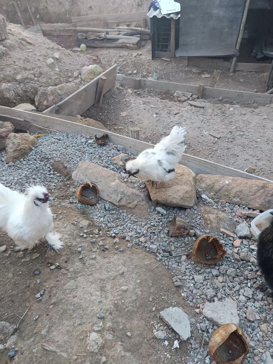 Vendo Galos da raça sedosos do Japão  - Foto 3