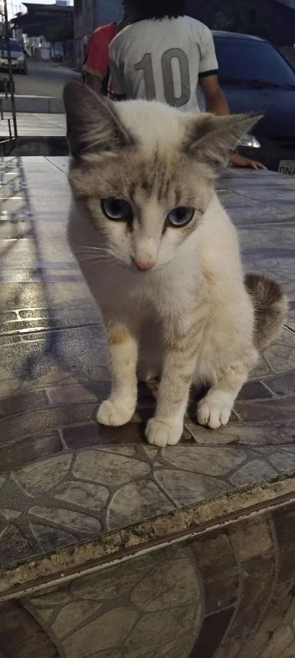 Gatinha