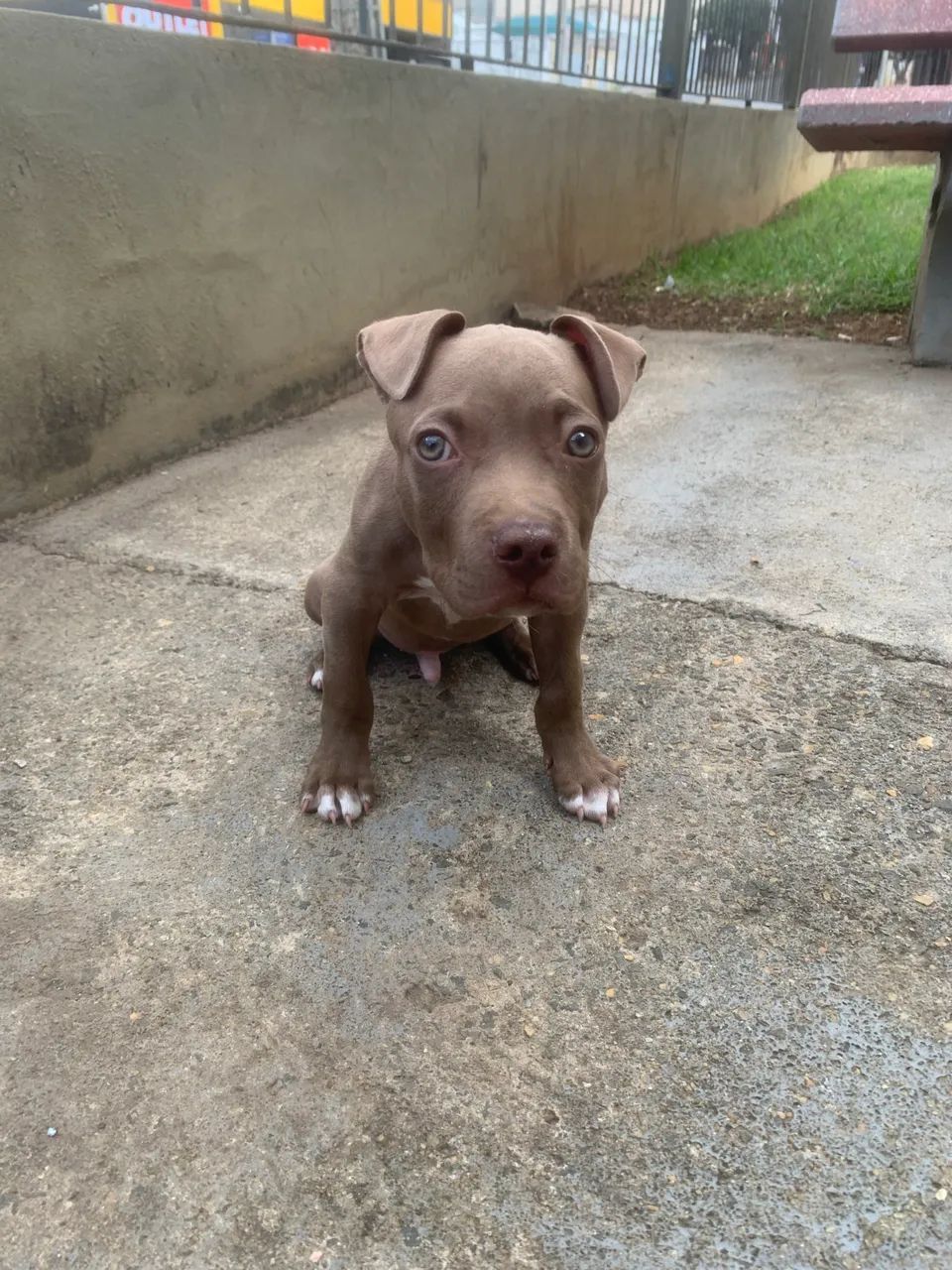 Filhote pitbull - Foto 2