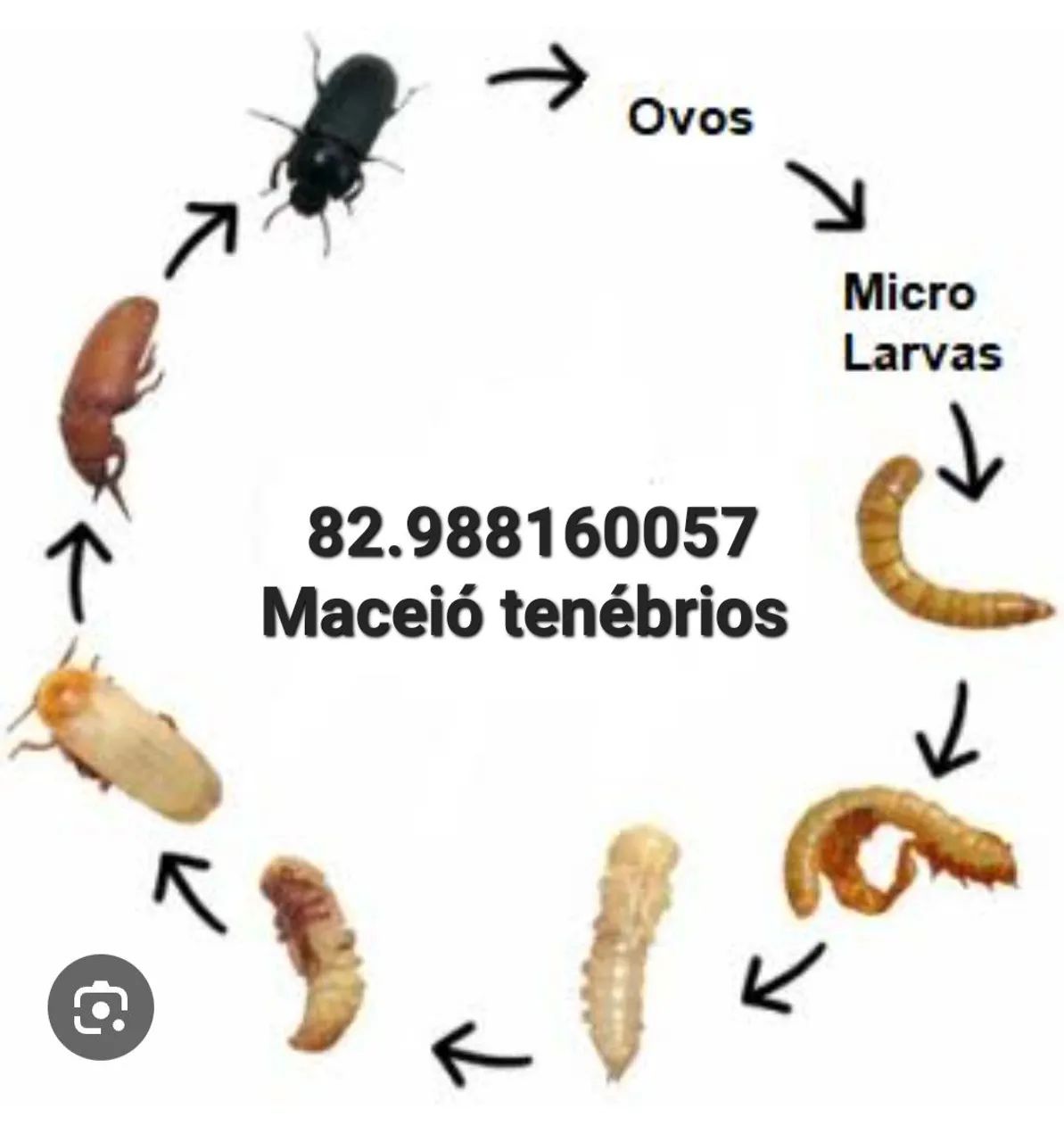 TENÉBRIOS VIVOS  - Foto 3