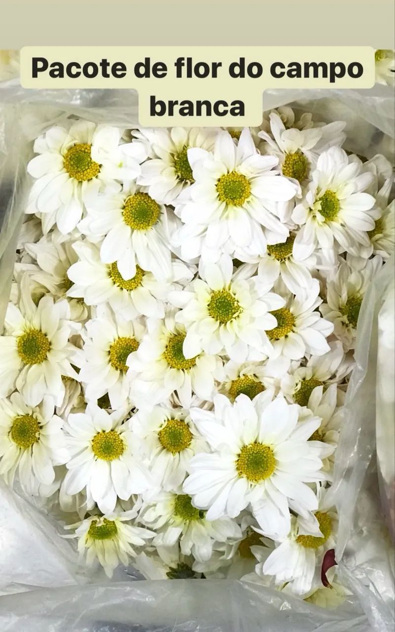 Pacote flores do campo  - Foto 4