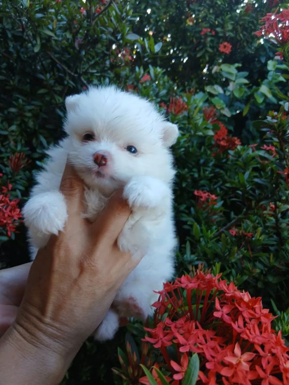 Lulu branco  - Foto 2