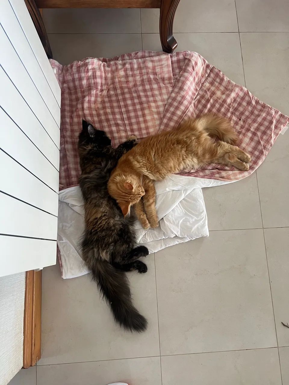 2 Maine Coon - Foto 4