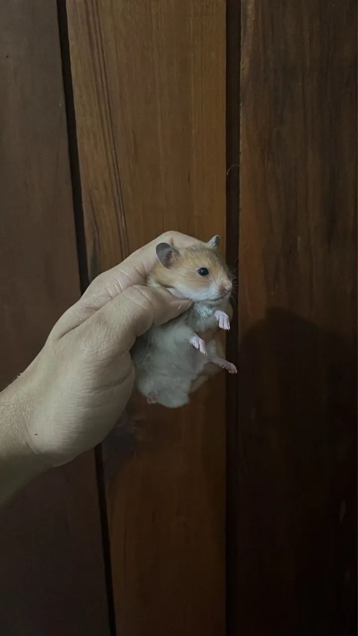 Hamster - Foto 2