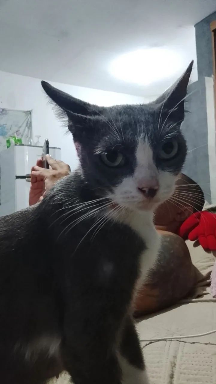 Adoção responsável  - Foto 5