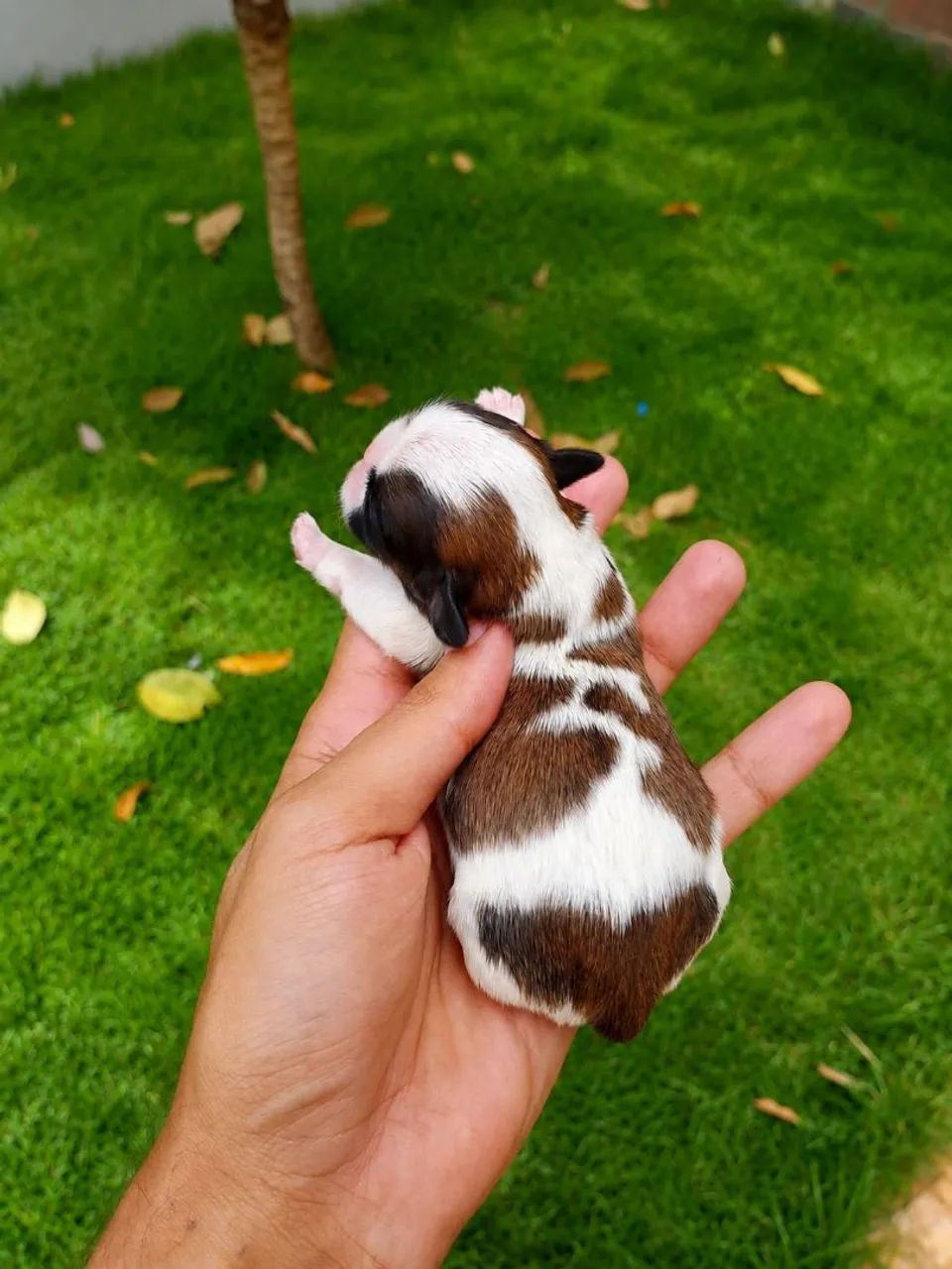 MINI SHIHTZU  - Foto 4