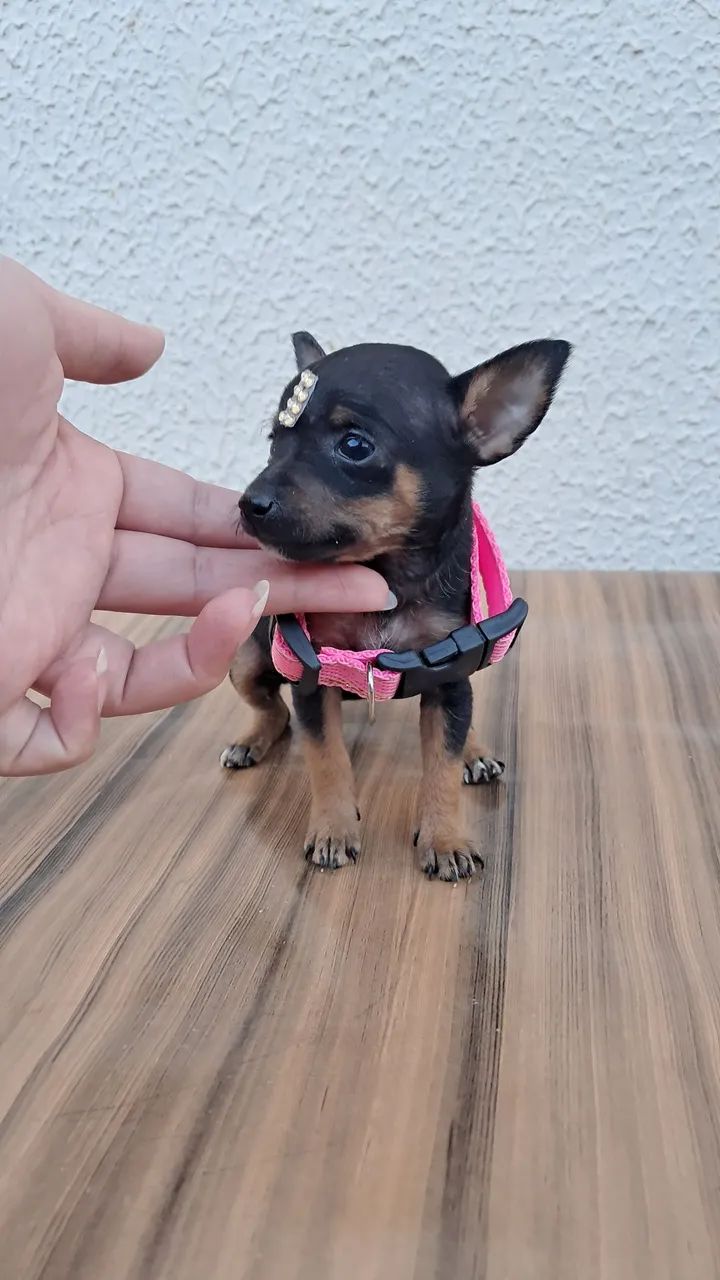 Pinscher n° 0 com 1 - Foto 5