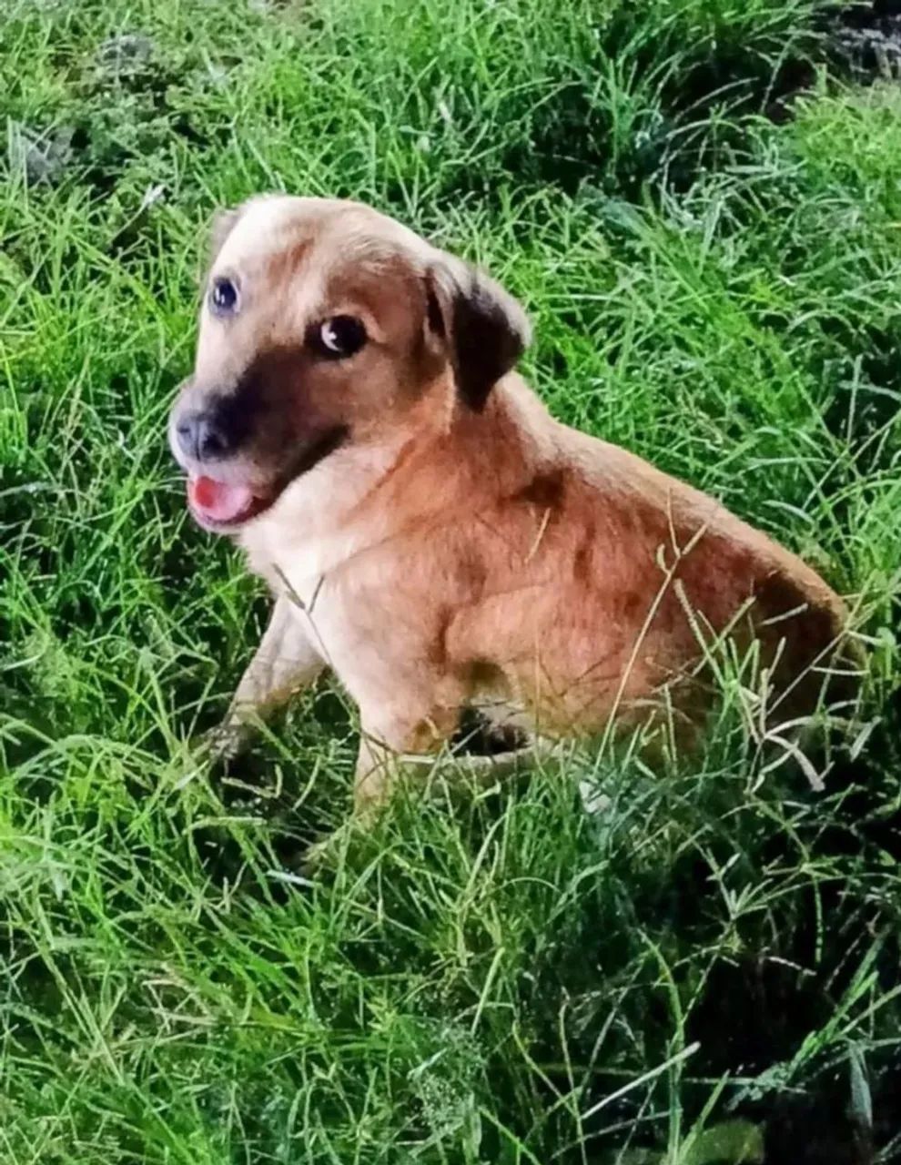 Adoção Cachorrinho Lindo e Dócil! - Foto 2