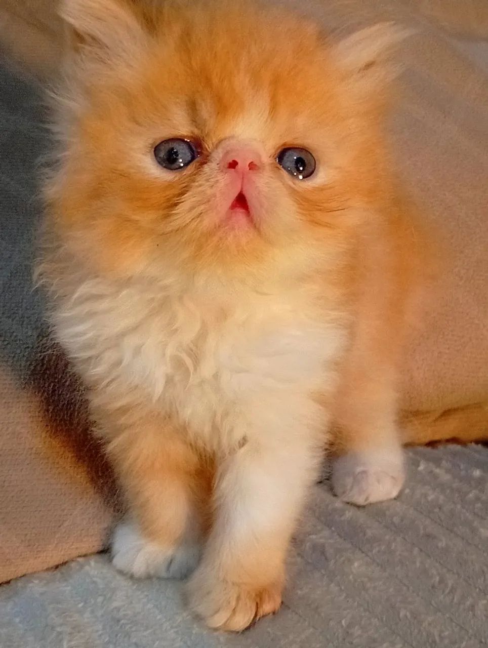 Filhotes de gato persa macho 