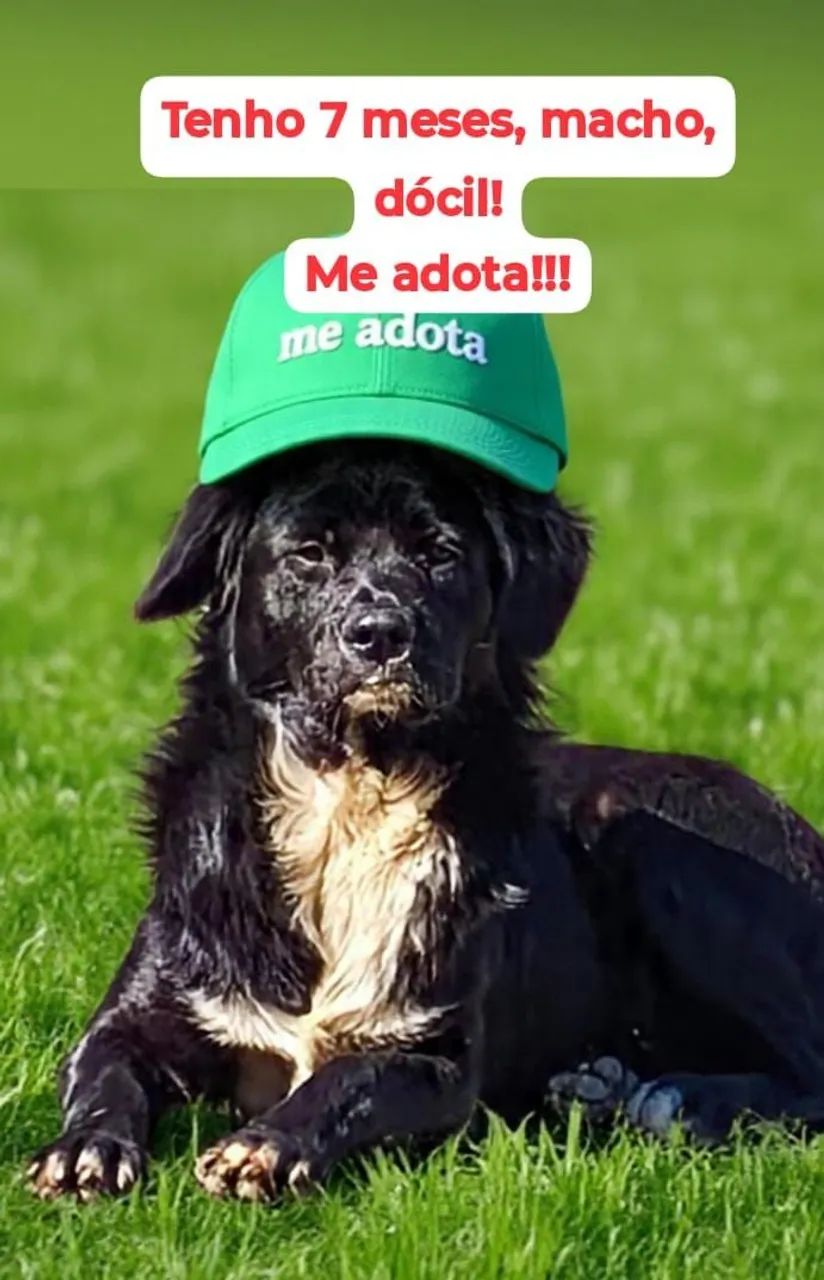 Doa-se Bamby - Foto 2