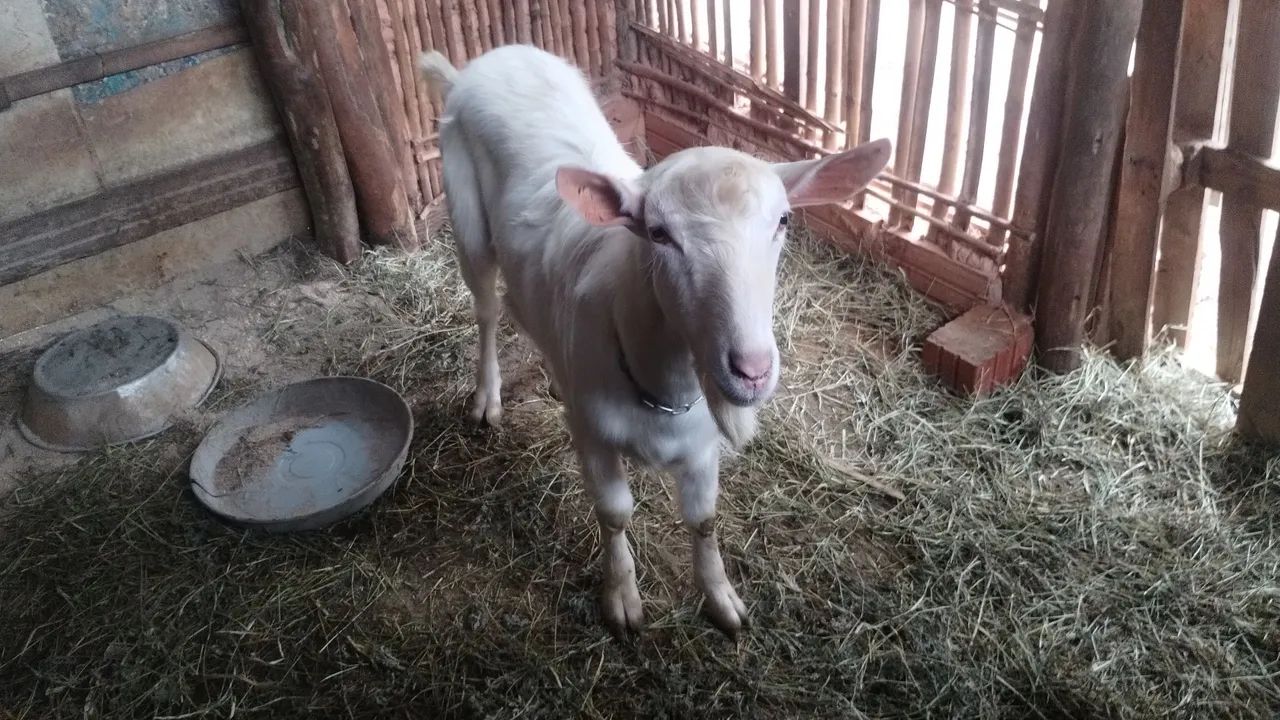  Vendo cabrito saane  - Foto 5