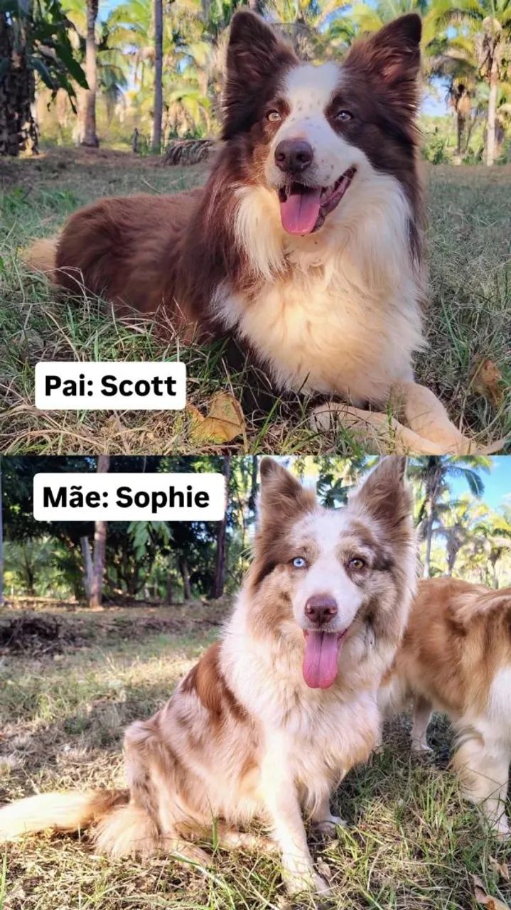 Filhote de Border Collie com Pedigree CBKC  - Foto 5