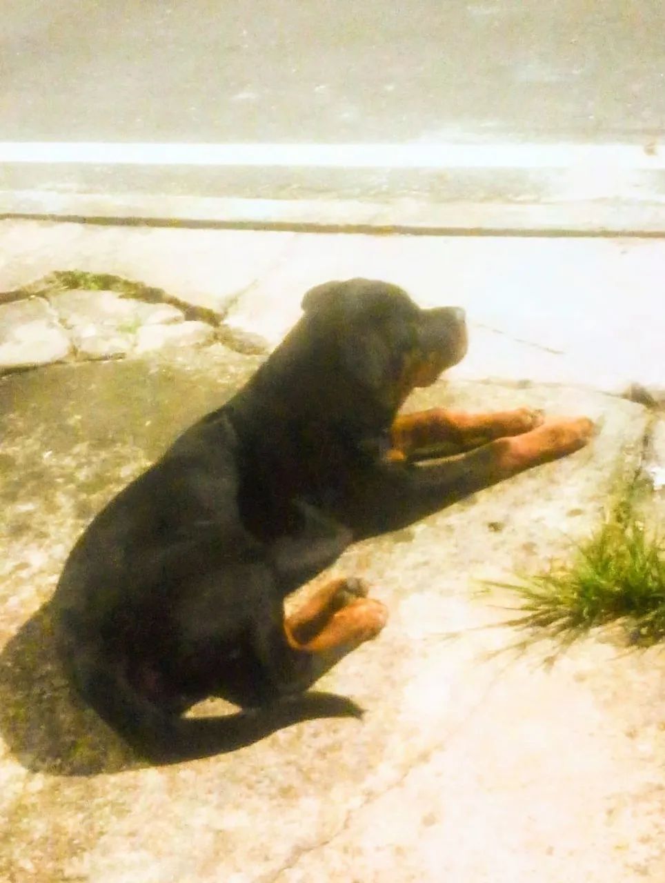 Rottweiler  - Foto 2