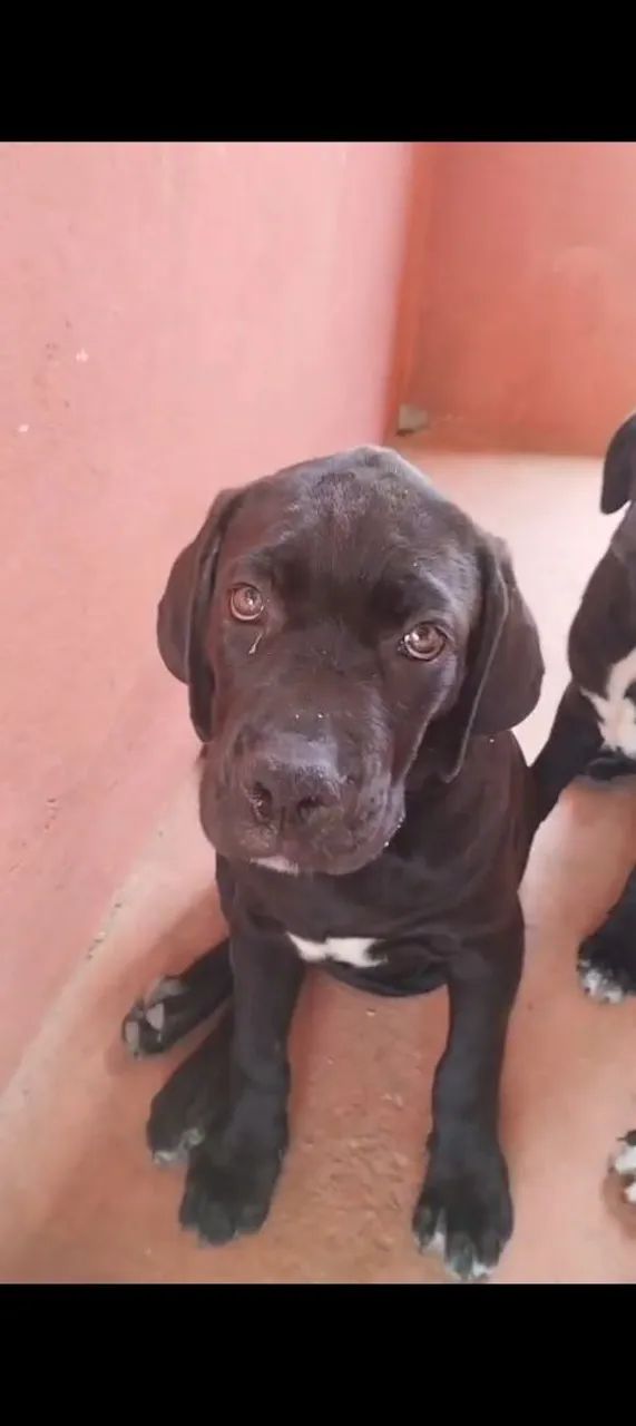 Cane Corso à venda  - Foto 3