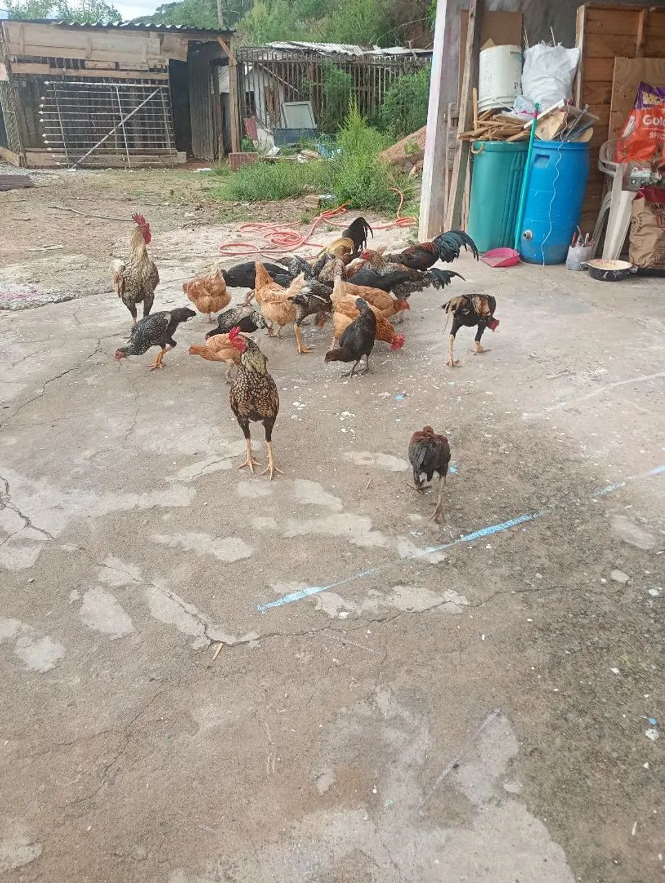 galinha e frangos caipira  - Foto 5