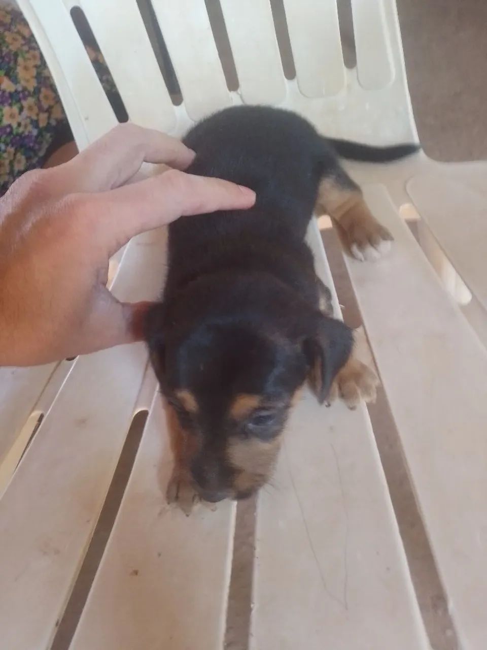 Animais De Estimação  - Foto 2