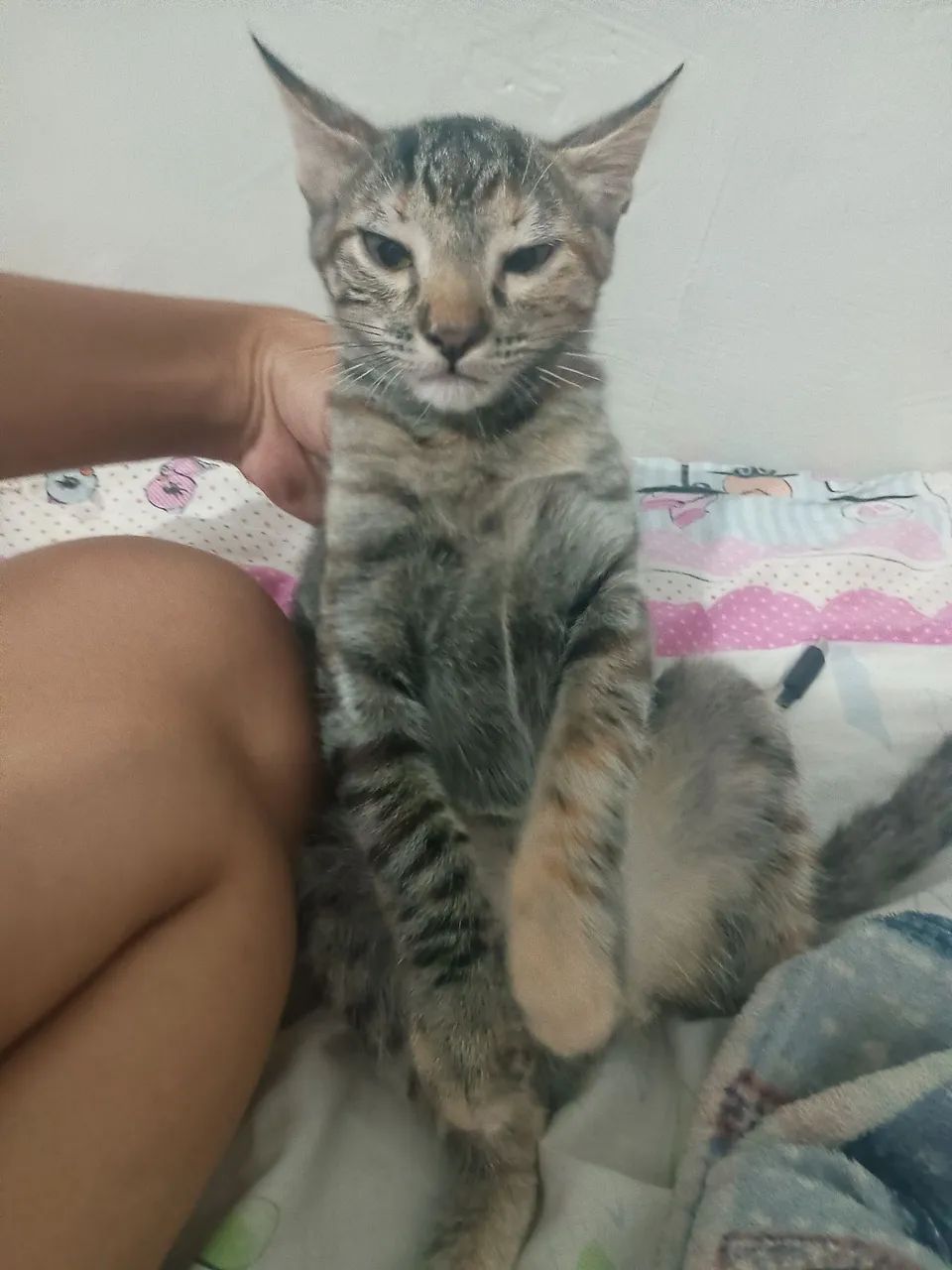 Doa-se gata - Foto 5