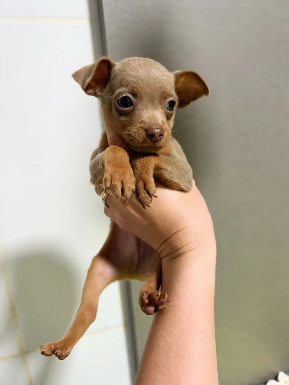 Pinscher Zero Lilac - Foto 2