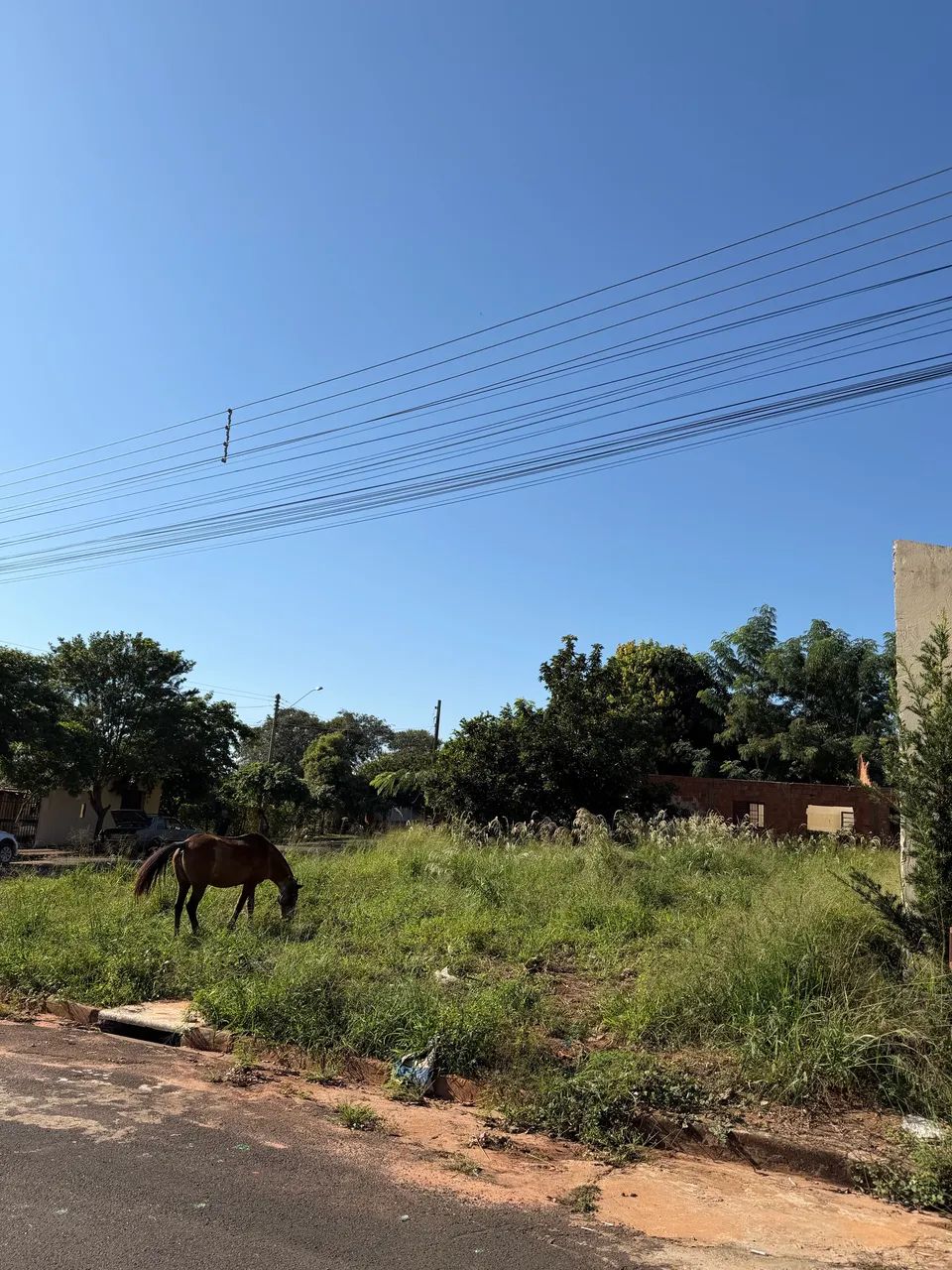 TERRENO EM UCHOA / SP  - Foto 4