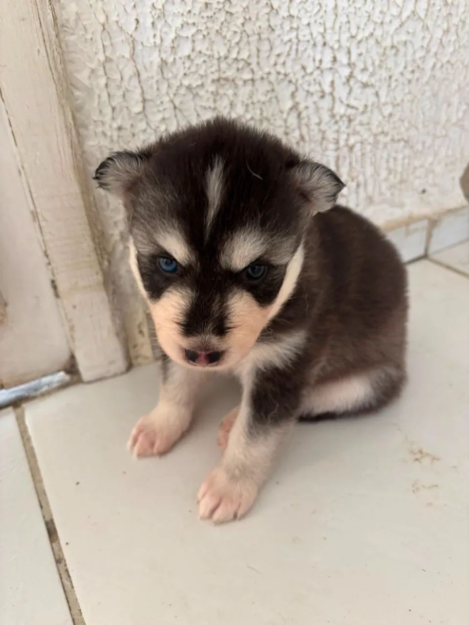 Husky - Foto 2