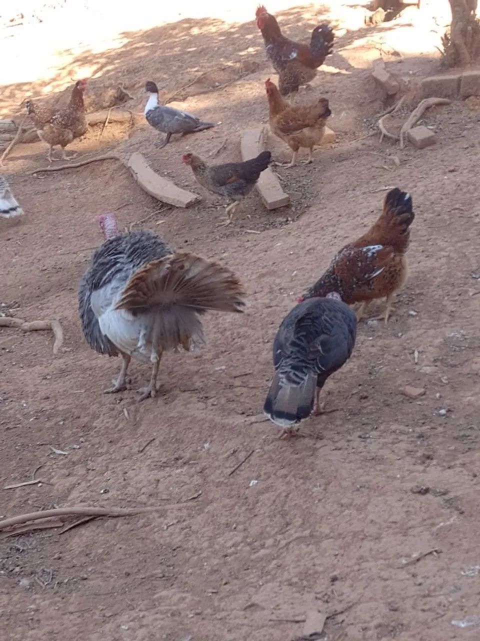 PERU ADULTO E FRANGO - Foto 4
