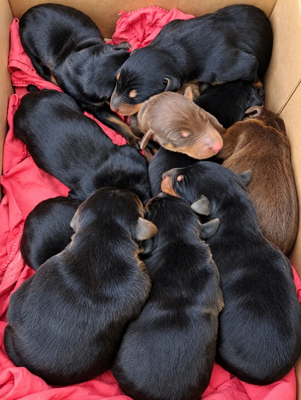 Filhotes Doberman - Foto 3