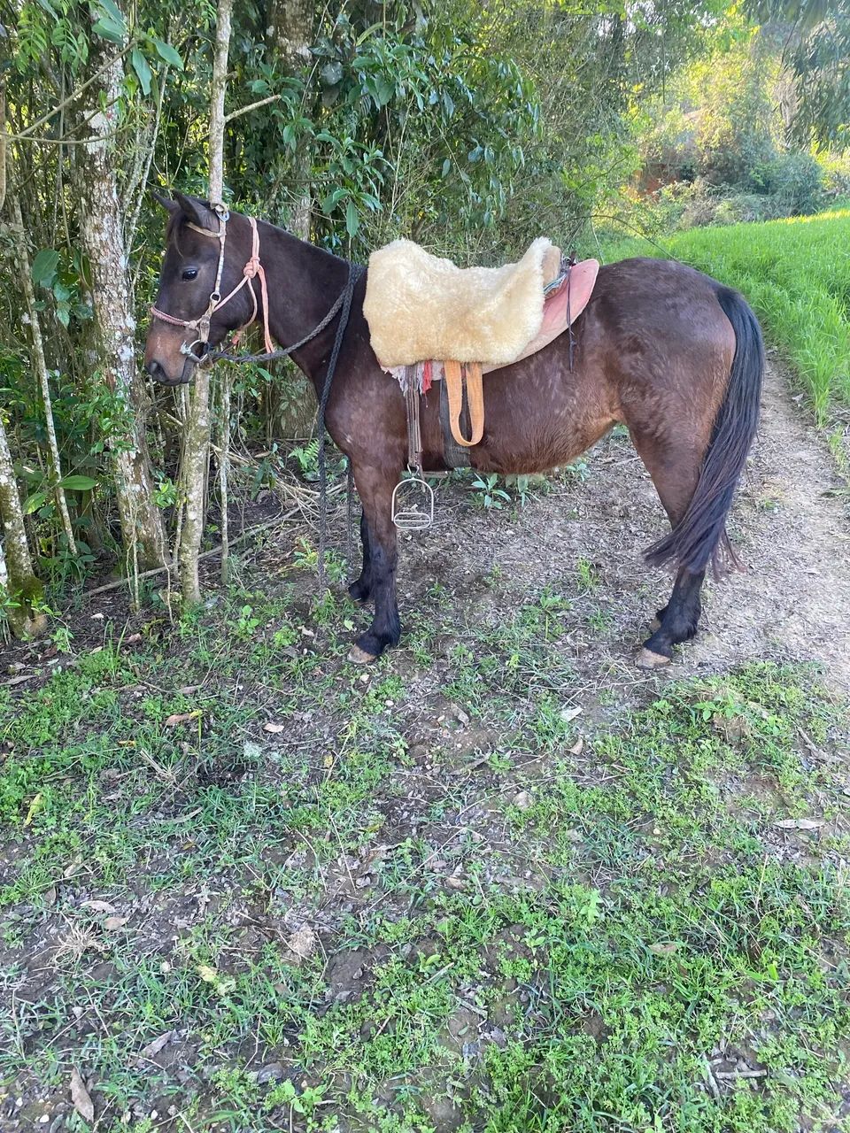 Petisa égua 