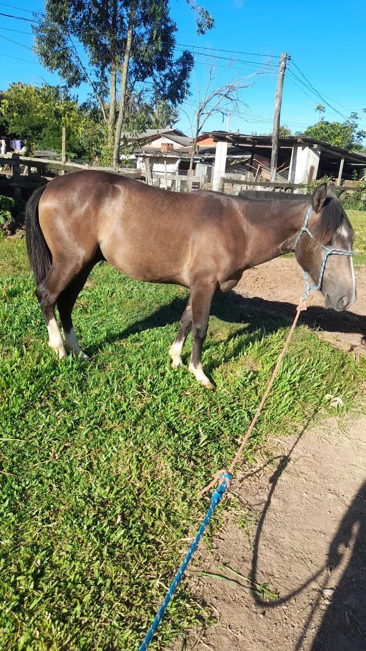 Potranco crioulo !!! Futuro pai de cabanha. 