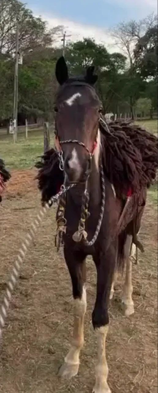 Cavalo 1/2 Paint horse - Foto 2