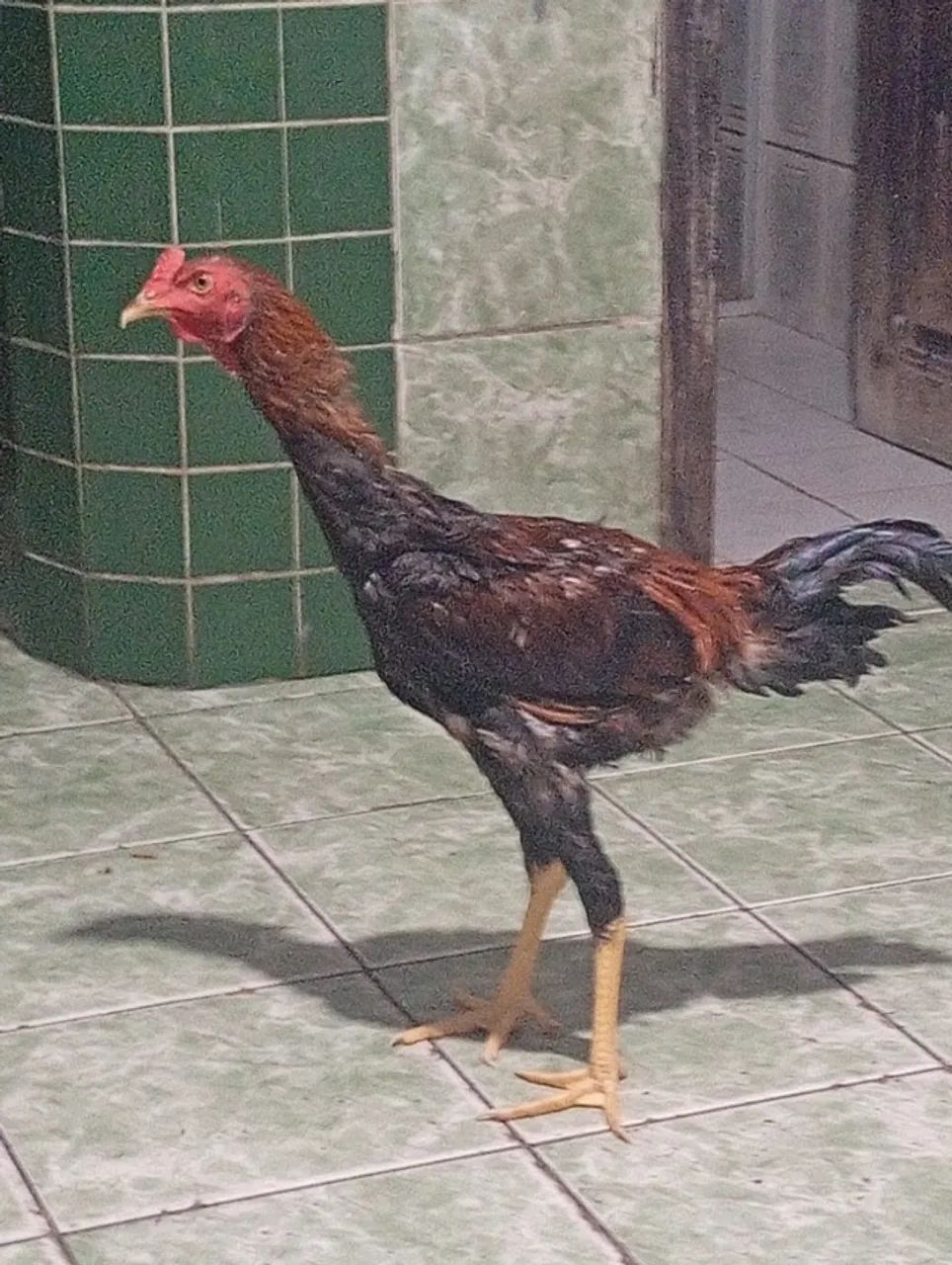 Vendo esses 2 Frangos   - Foto 2