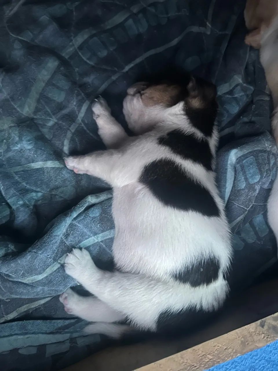 Filhotes Beagle 