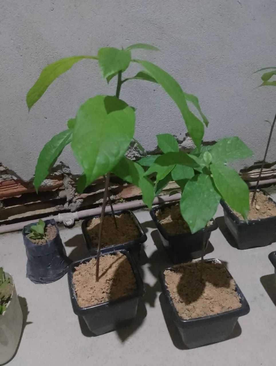 Mudas de abacateiro - Foto 2