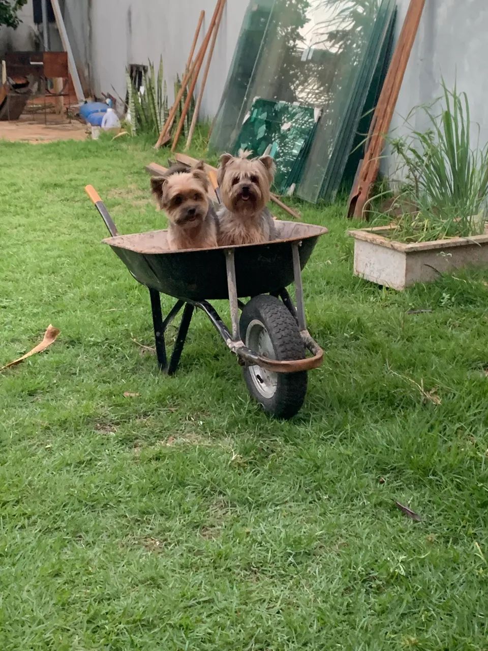 Procura namorada  - Foto 2