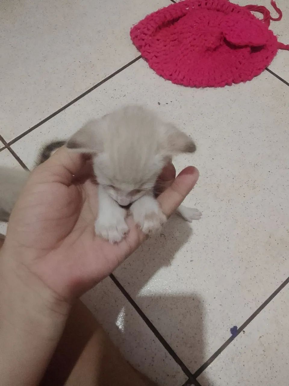 Estou doando esses lindos gatinhos  - Foto 2