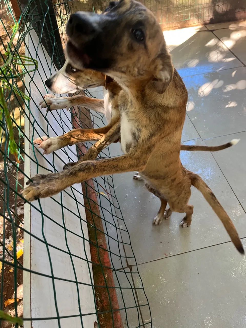 Adoção cachorro - Foto 4