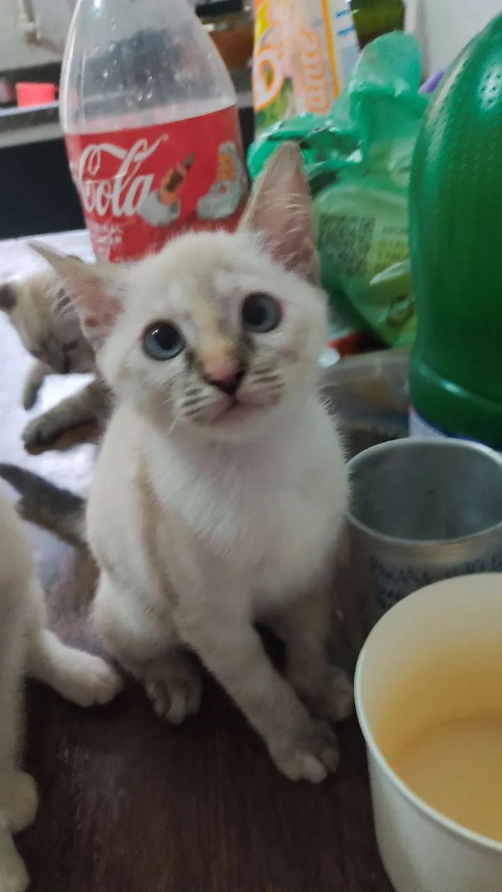 Doa se Filhotes de Gato  - Foto 3